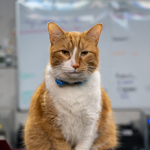 Aero aka "Morale Officer" Office Cat