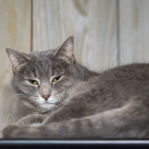 Flo aka "Night Security" Office Cat
